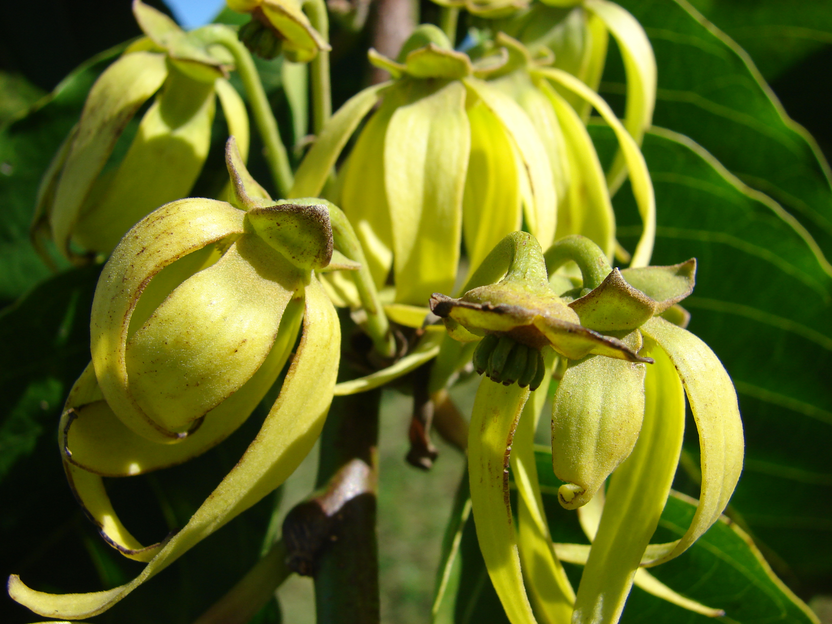 Cananga odorata